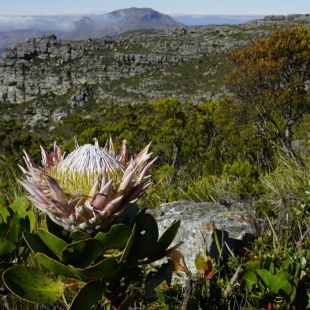 Protea cynaroides